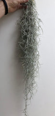Tillandsien Pflanzen - Luftpflanzen Echt - Air Plants - Tilldandsia - 3Er Set Quallenpflanzen Mit Im Dunkeln Leuchtenden Glas-Seeigeln - Spanisches Moos - Luftpflanzen Halterung - Trendyairplants