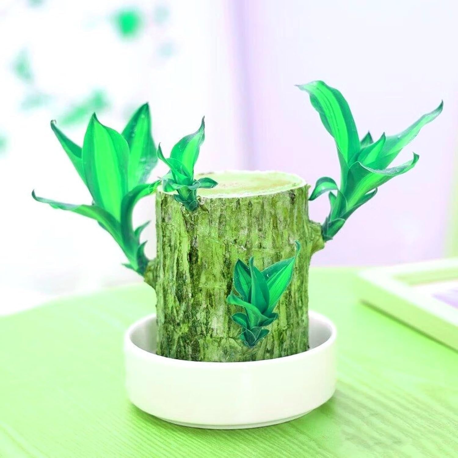 Mezcla de bulbos de flores, bulbo mágico misterioso, plantación resistente, bulbo de flor perenne resistente al invierno, bulbos resistentes - 3 bulbos de orquídeas