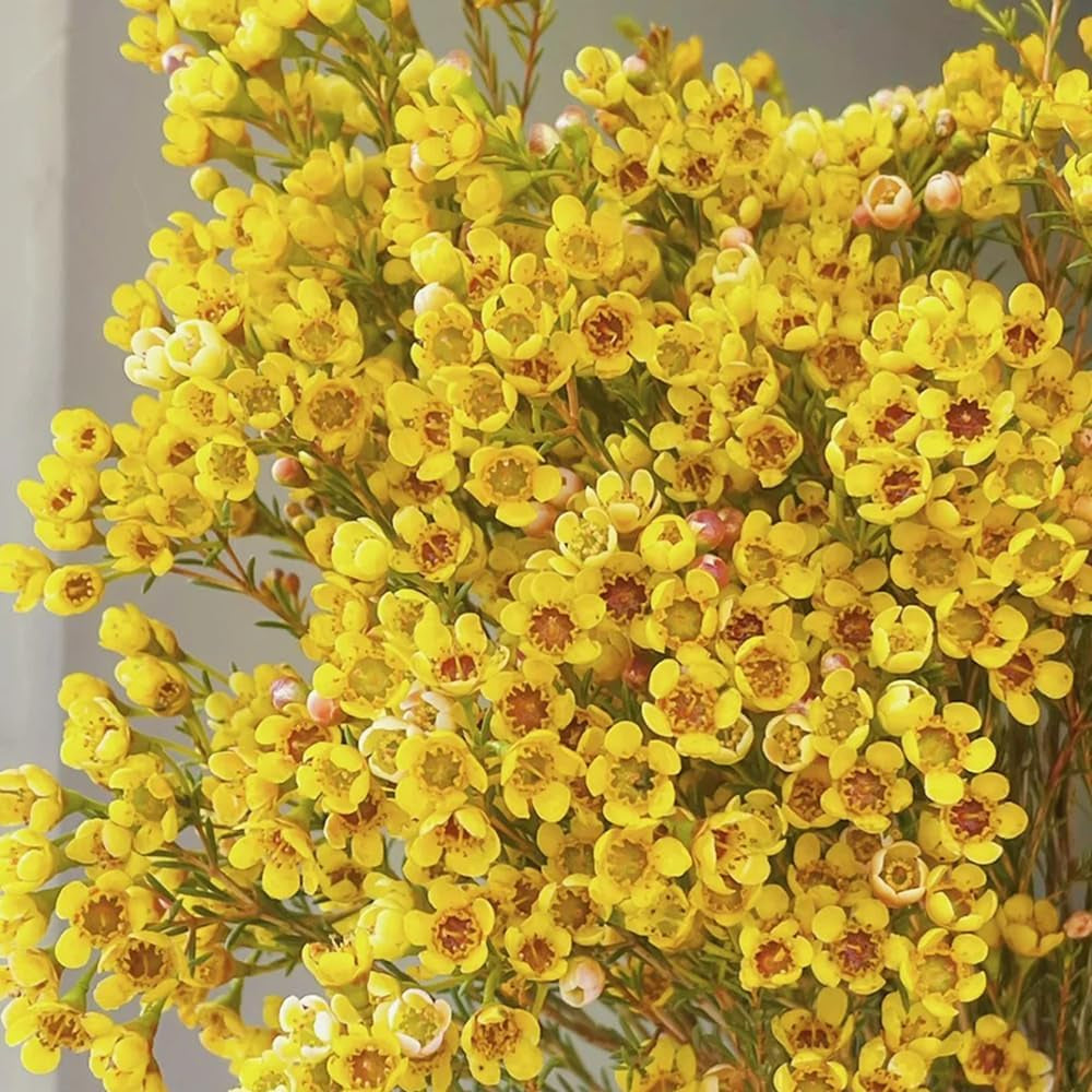Chamelaucium Uncinatum - Balkonpflanzen Frühlingsblumen Exotische Bio Grünpflanzen Zimmerpflanze Immergrüne Ausgefallene Geschenke Schnell Wachsende Sträucher Hecken Sträucher 100Samen