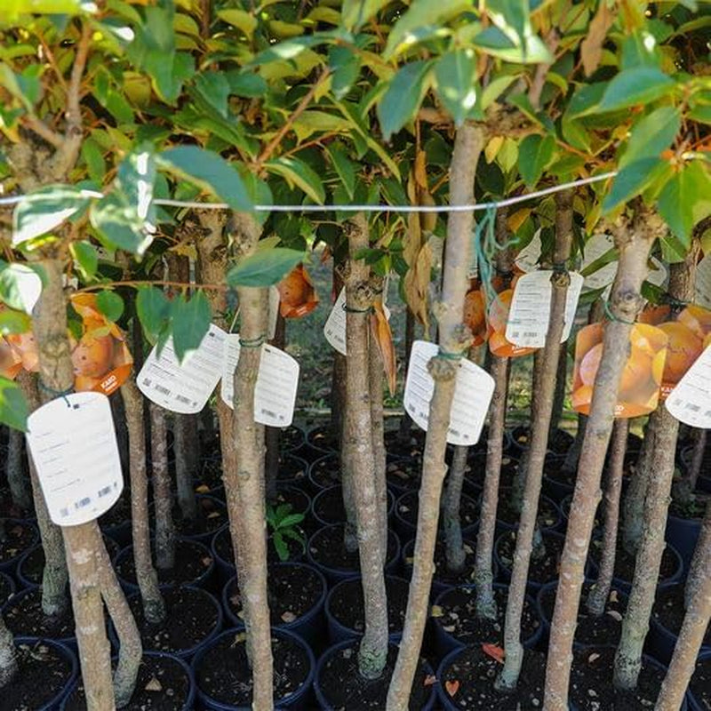 Kakibaum — O'Gosho — Obstpflanze Alte Sorte Im Topf Ø 24~26 Cm — Max. Höhe 160 Cm — 4 Jahre Alt — Italienische Baumschule