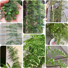 Asparagus Fern, Immergrüne Asparagus Setaceus, Balkongewächshäuser Topfpflanzen Draußen Winterhart Spargelfarn Alte Sorten Wohnzimmer Deko 85Samen