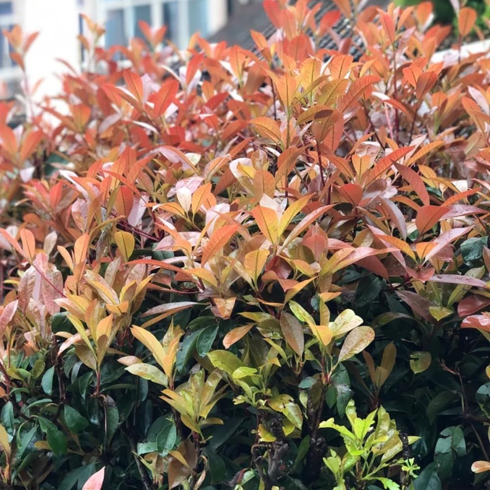 Glanzmispel Red Robin - Stauden Winterhart Mehrjährig Sträucher Garten Bodendecker Steingartenpflanzen Winterhart Bio Geschenke Für Gärtner Gartendeko Für Draußen Exotische 200Samen