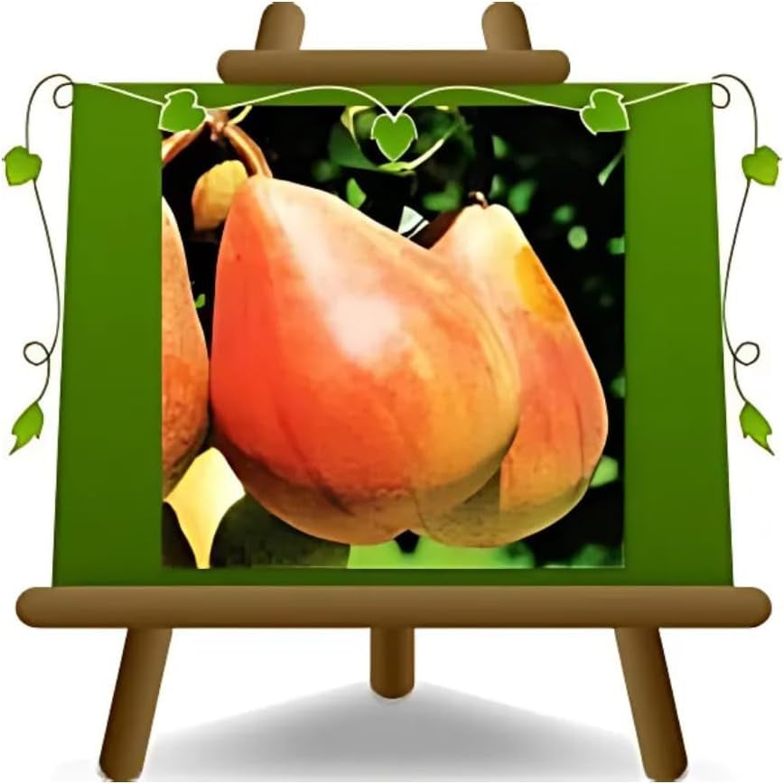 Birnbaum Birne Früh Von Fiorano - Obstpflanzen Auf Blumentopf Einer Vase Von 20 - Baum Max 170 Cm – 2 Jahre Anbau Italien