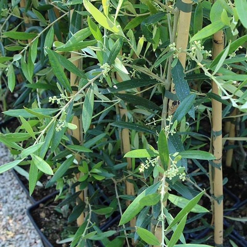 Olivier Olivenbaum Oliven Itrana - Obstpflanze Baum Max 160-3 Jahre Anbau Italien