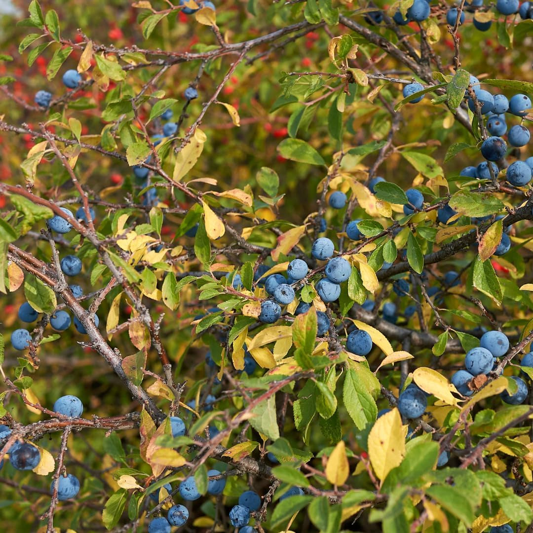 Dornener Prunus Oder Dorniger Pflaumenbaum, Obstpflanze Im 24Cm Cm Topf, Höhe 120-150 Cm