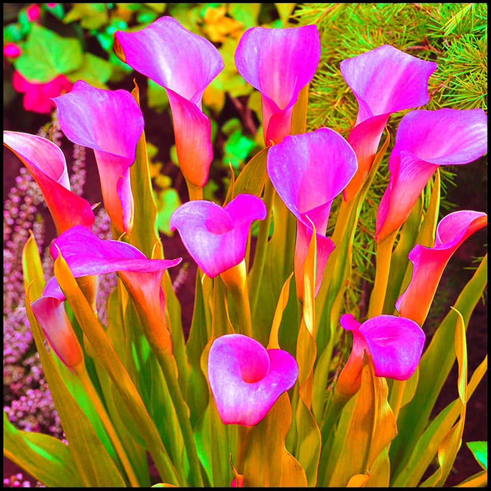 Mezcla de bulbos de flores, bulbo mágico misterioso, plantación resistente, bulbo de flor perenne resistente al invierno, bulbos resistentes - 3 bulbos de orquídeas
