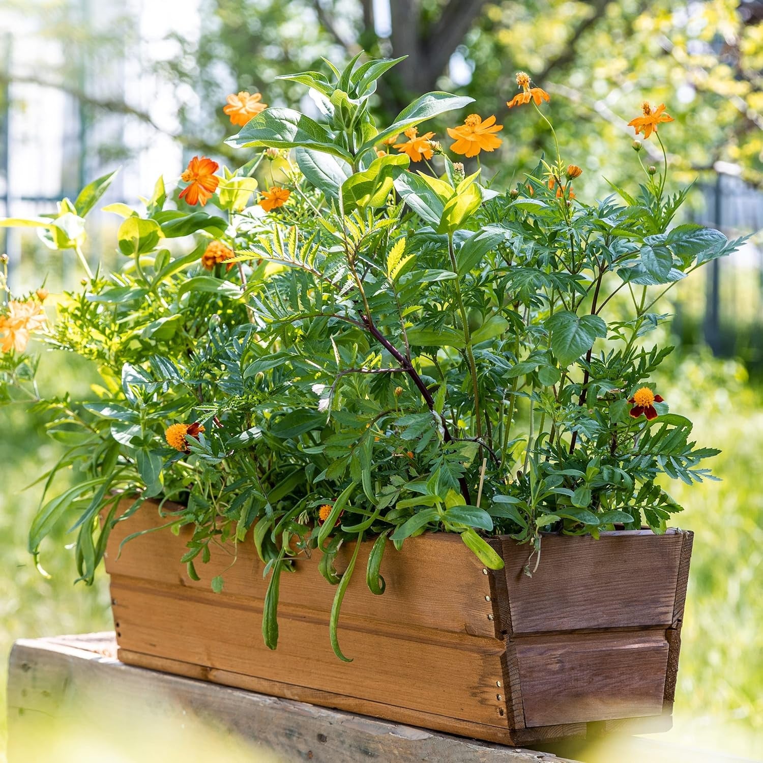 Amestec colorat de flori de balcon - 2 covorașe premium pentru semințe de flori de balcon, ușor de cultivat, flori de vară și semințe de flori sălbatice de la OwnGrown, semințe anuale prietenoase cu insectele