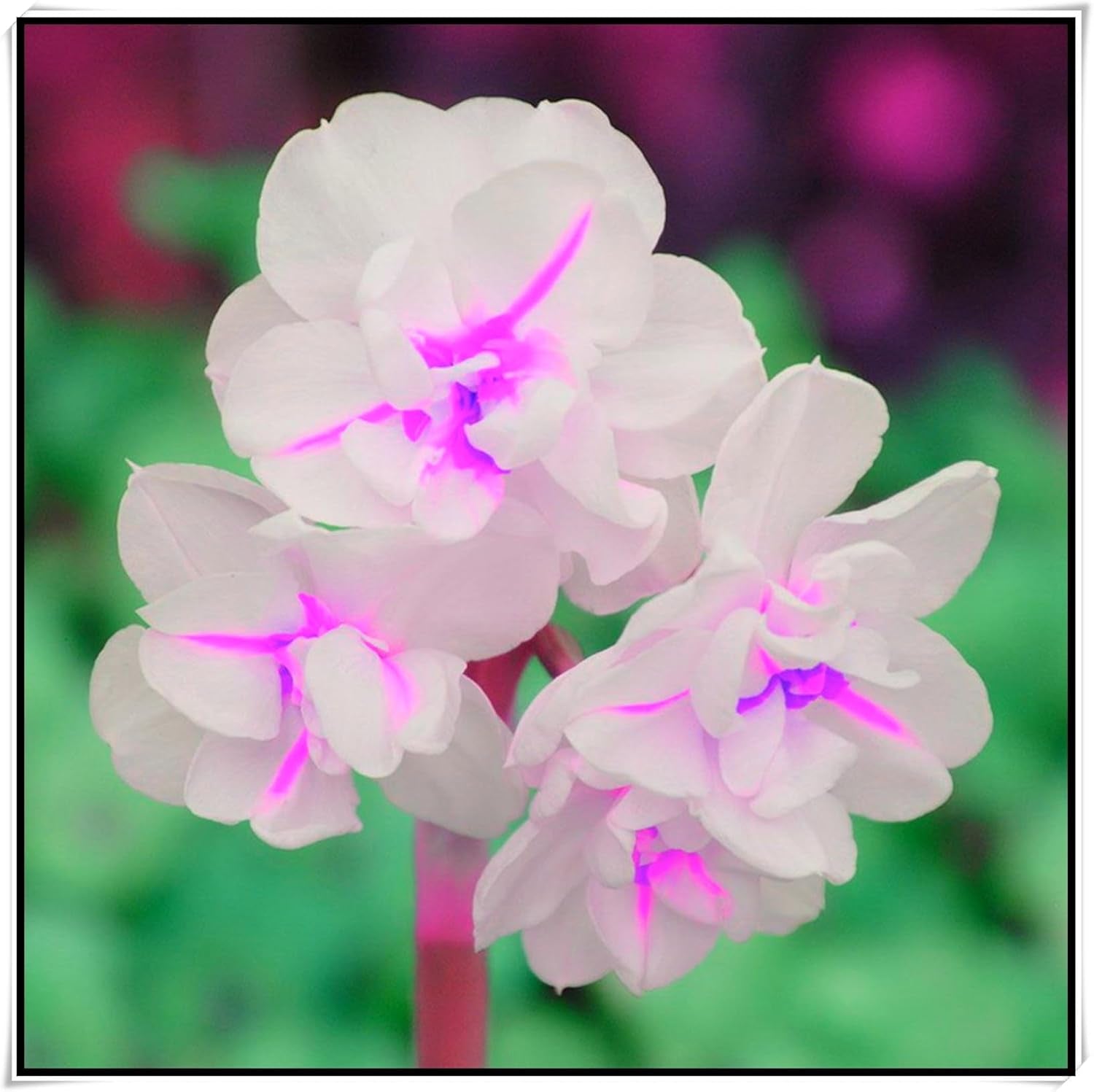 Mezcla de bulbos de flores, bulbo mágico misterioso, plantación resistente, bulbo de flor perenne resistente al invierno, bulbos resistentes - 3 bulbos de orquídeas