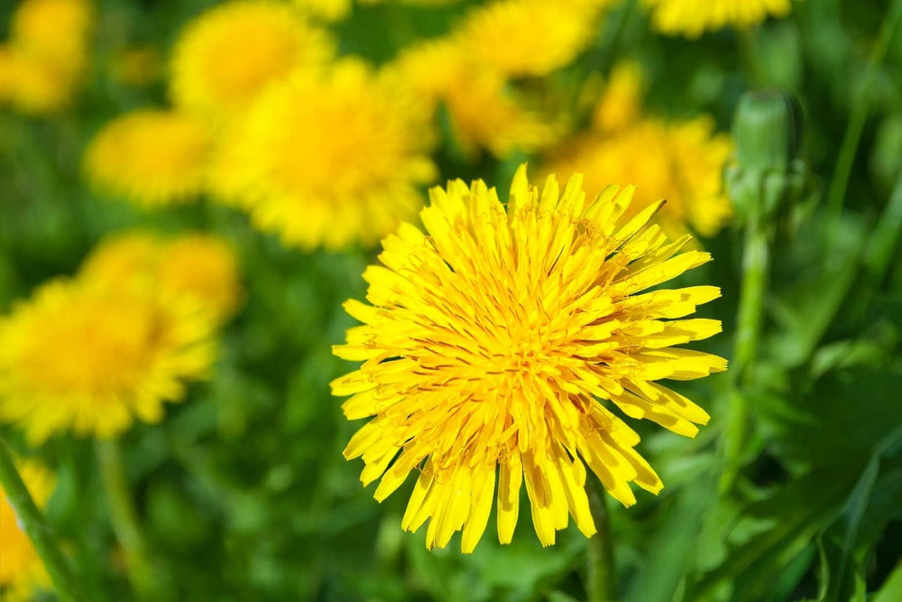 SAFLAX - BIO - Diente de león - 400 semillas - Taraxacum officinale