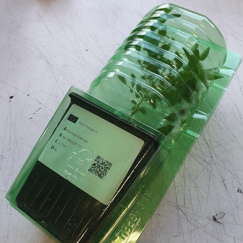 1 Curryblatt Baum | Murraya Koenigii | Aus Samen gezogen | Seleccionados en la UE | Indische & Sri Lanka Zimmerpflanze | 10-15 cm de altura en 7 cm de altura | Plantas de curry | Bergera Koenigii