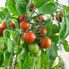 Balkon Tomaten Samen Für Ca 5X Tomaten Pflanze Theo : Premium Tomatensamen Für Kinder Und Erwachsene – Gemüse Samen – Garten Und Balkontomaten Samen – Gemüse Saatgut Für Kids – Saatgut Balkon Owngrown