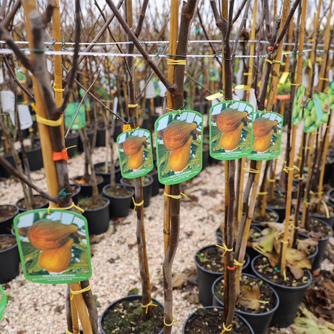 Feigenbaum Lange Von Portugal – Obstpflanze Topf Ø 26 Cm, Max. Wuchshöhe 180 Cm – Alter: 4 Jahre - Italienische Baumschule