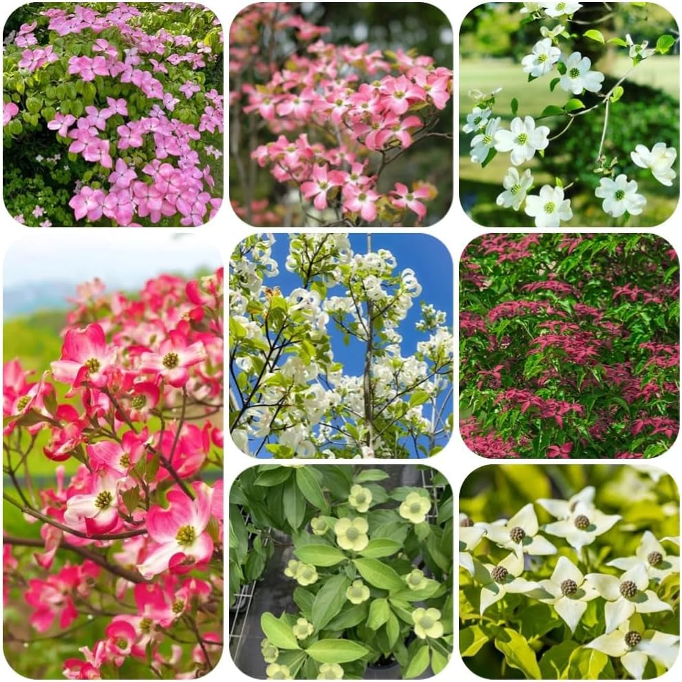 Cornus Kousa, Stauden Winterhart Mehrjährig Hartriegel, Winterharte Für Garten Steingartenpflanzen Winterhart Blumensamen 100Samen
