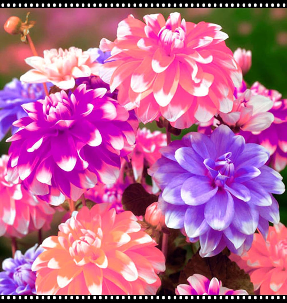 Mezcla de bulbos de flores, bulbo mágico misterioso, plantación resistente, bulbo de flor perenne resistente al invierno, bulbos resistentes - 3 bulbos de orquídeas