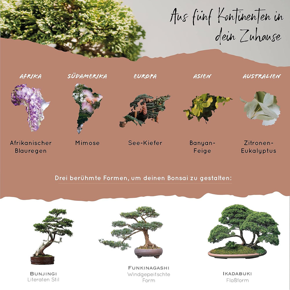 10 Semillas de Bonsái de 5 Continentes | Semillas de árboles exóticos para tu bonsái único | Kit de inicio y entusiastas de las plantas | Nuestro set de bonsái como idea de regalo especial