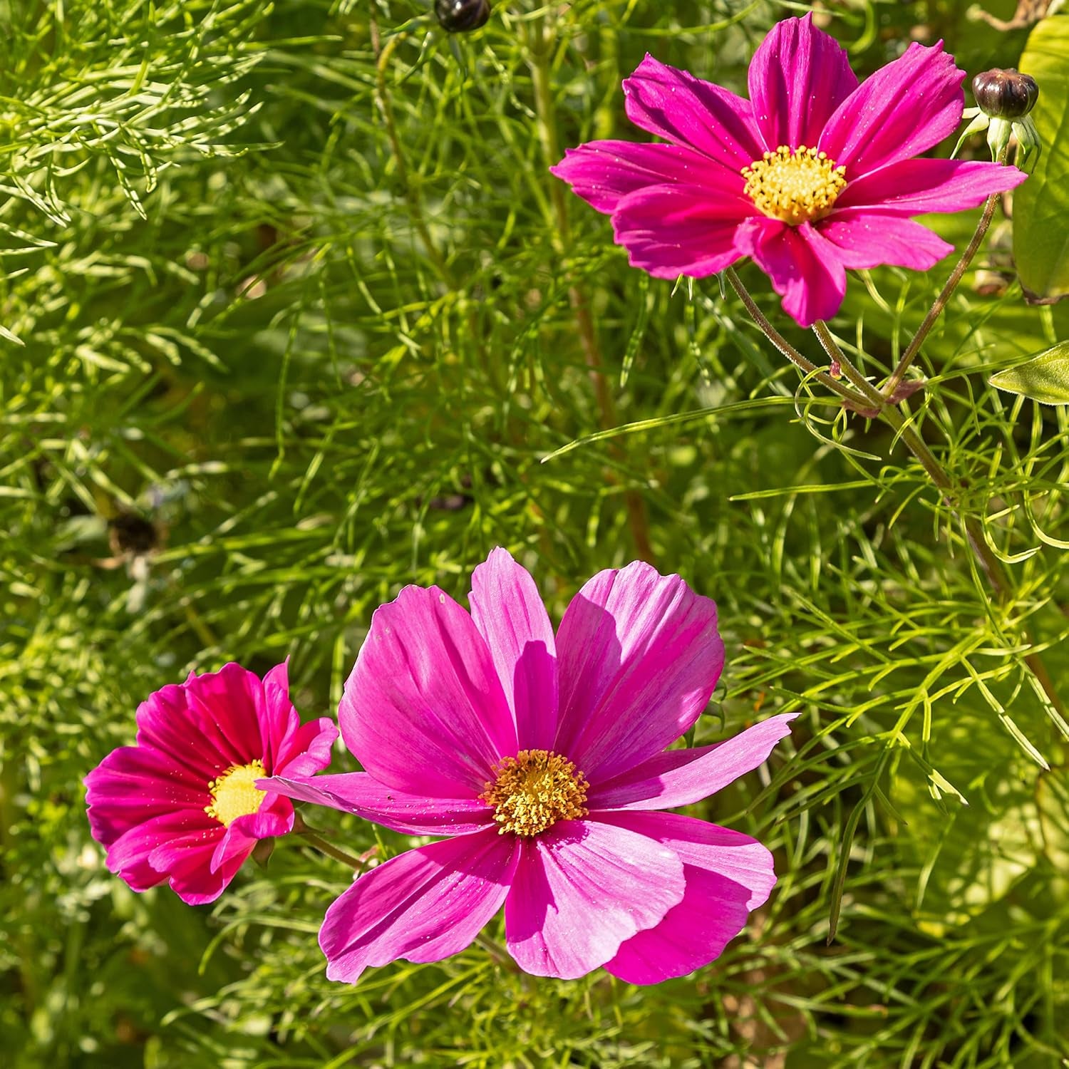 Semillas de Cosmos (moteadas): Semillas de Cosmos premium para 100 plantas de Cosmos con flores - Semillas de flores comestibles - Semillas de flores coloridas - Semillas de flores silvestres de OwnGrown
