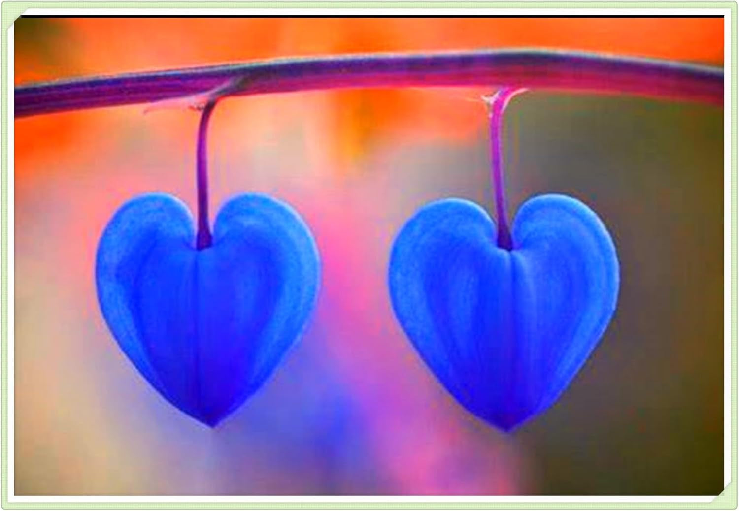 Blumenzwiebel Mix, Winterhart zwiebeln, Winterhart pflanzen, Mehrjährige Blumenzwiebel ist winterhart, Mysteriöse magische Glühbirne-4 Pflanzen Funken Hosta Rhizom