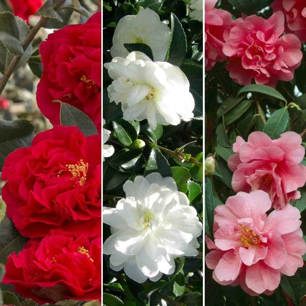 Juego de 3 Camellia Gardeners Dream (rojo, blanco y rosa) - Arbustos de flores de hoja perenne resistentes - Plantas de jardín resistentes - Plantas de balcón resistentes - Plantas de maceta resistentes