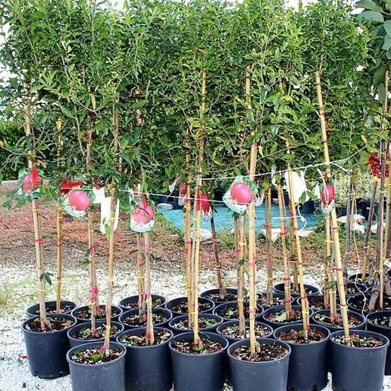Granatapfel 116/17 - Obstpflanze Auf Blumentopf 20 - Baum Max 170 Cm – 2 Jahre Anbau Italien