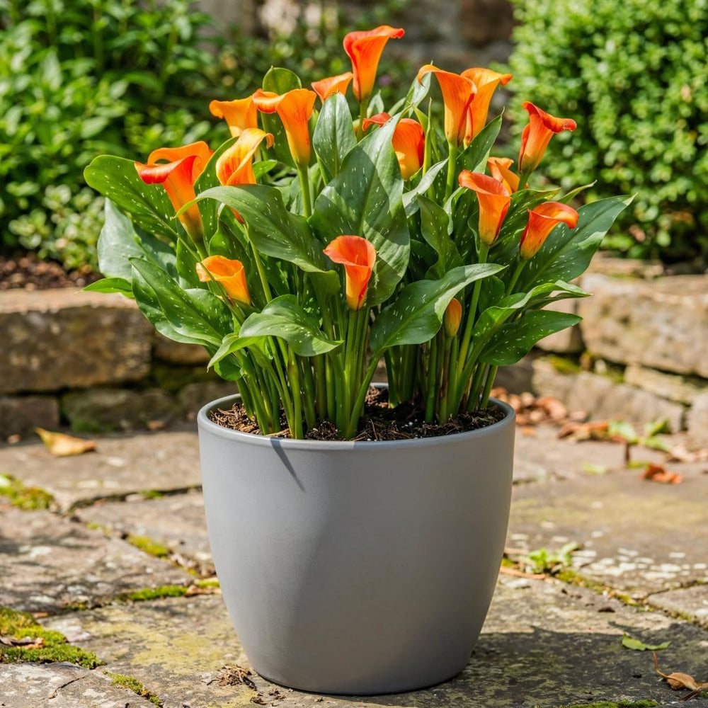 Calla Bulbs Hardy Perennial - Zantedeschia Orange Passion (naranja) - 5 bulbos de flores grandes - Plantas holandesas reales - para jardín y macetas (no semillas, no artificiales)