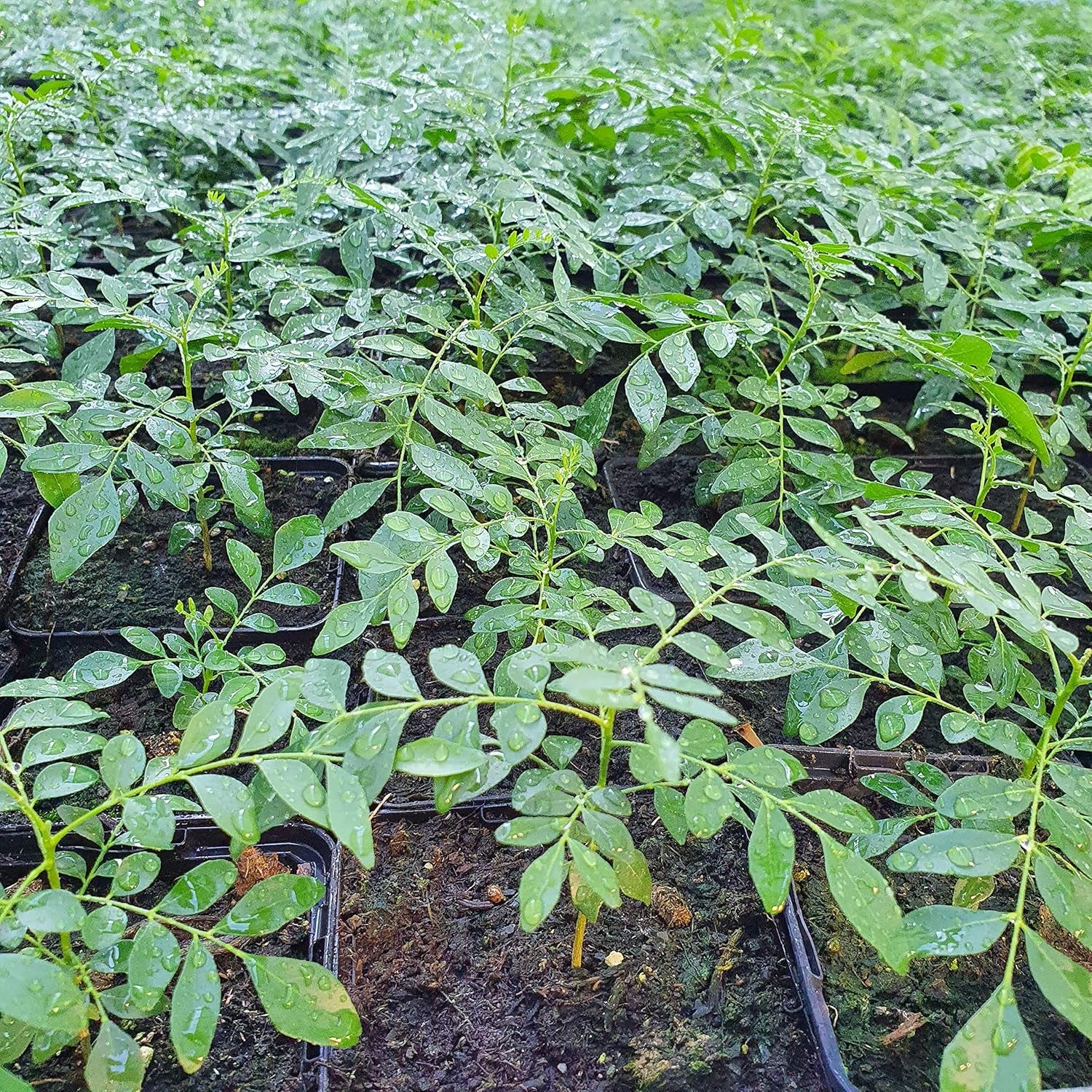 1 Curryblatt Baum | Murraya Koenigii | Aus Samen gezogen | Seleccionados en la UE | Indische & Sri Lanka Zimmerpflanze | 10-15 cm de altura en 7 cm de altura | Plantas de curry | Bergera Koenigii