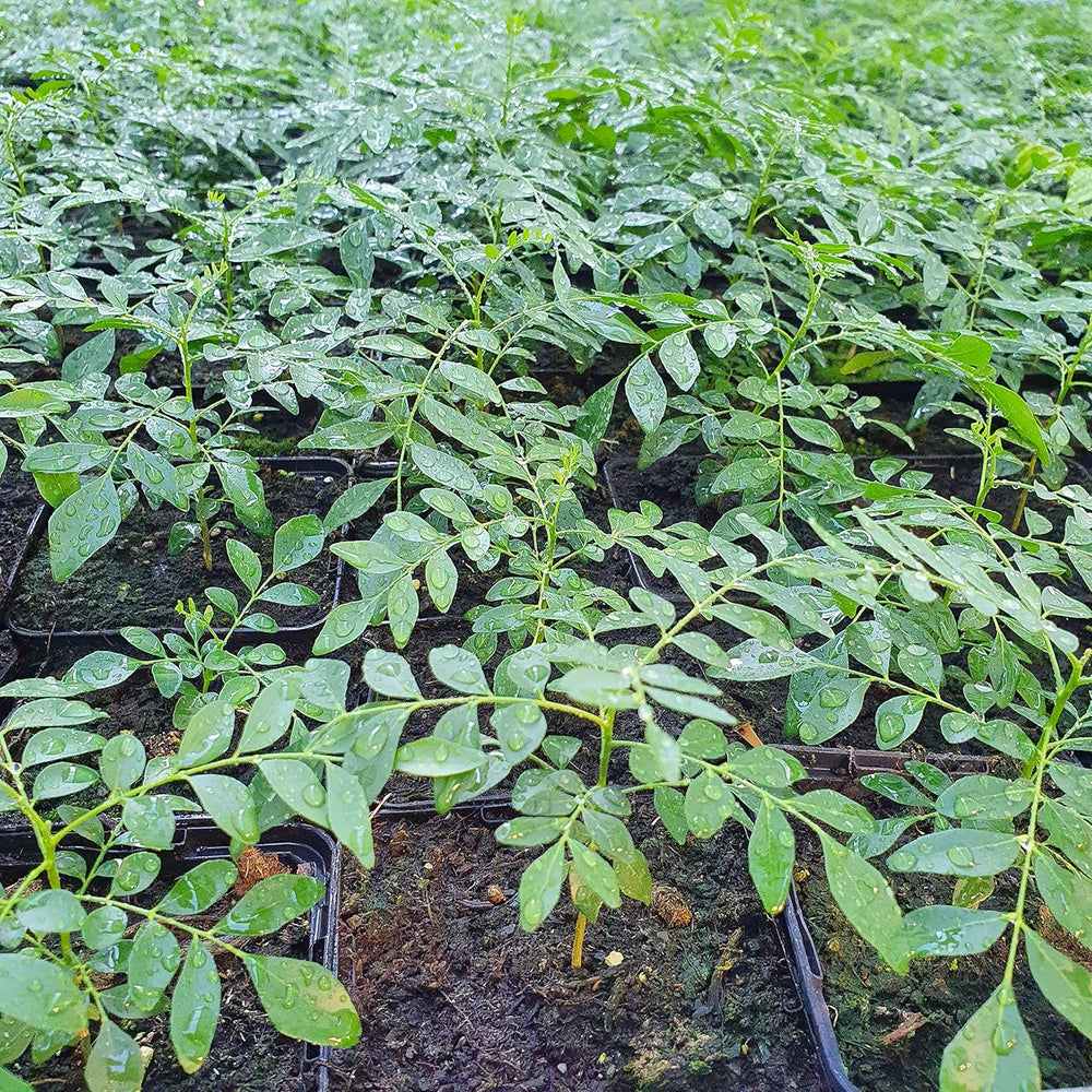 1 Curryblatt Baum | Murraya Koenigii | Aus Samen gezogen | Seleccionados en la UE | Indische & Sri Lanka Zimmerpflanze | 10-15 cm de altura en 7 cm de altura | Plantas de curry | Bergera Koenigii