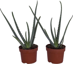 , Echte Aloe Vera, 12Cm Topf, Ca. 20 - 30 Cm Hoch, 2 Pflanzen