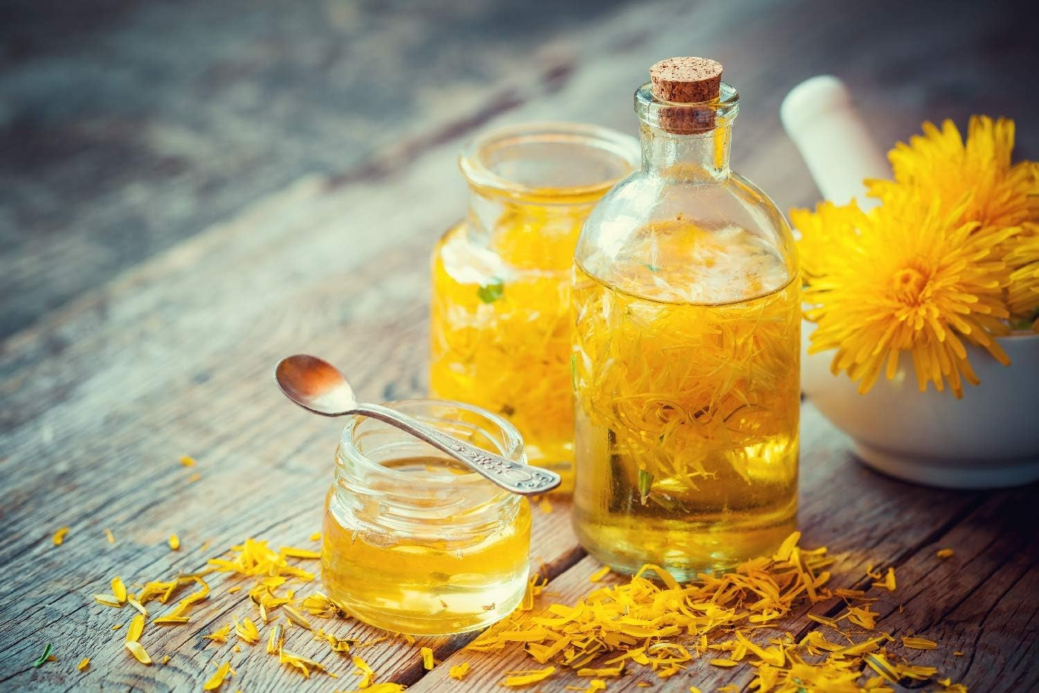 SAFLAX - BIO - Diente de león - 400 semillas - Taraxacum officinale