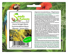 Stk - 20X Acacia Senegal Akazie Gummiarabikum Baum Pflanzen - Samen ID51 -