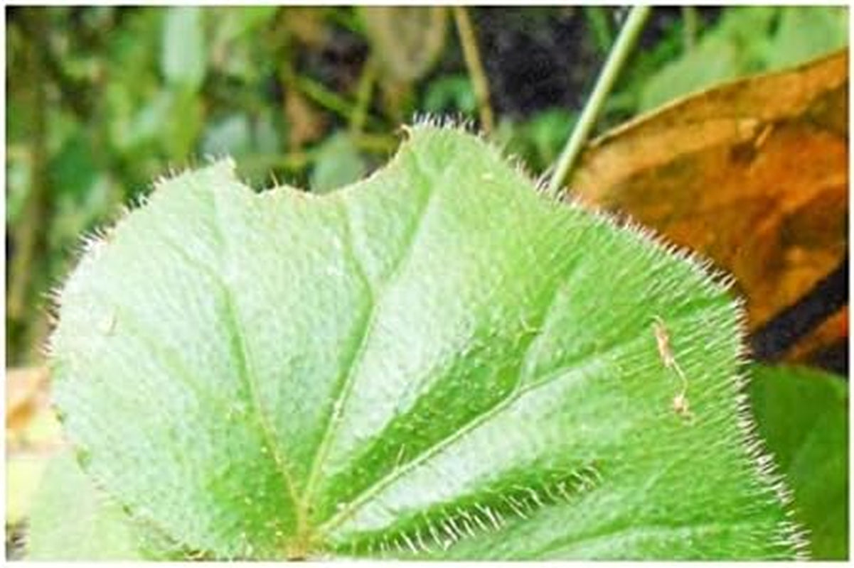Stk - 10X Begonia Ignea Ziersträucher Garten Pflanzen - Samen ID340 -