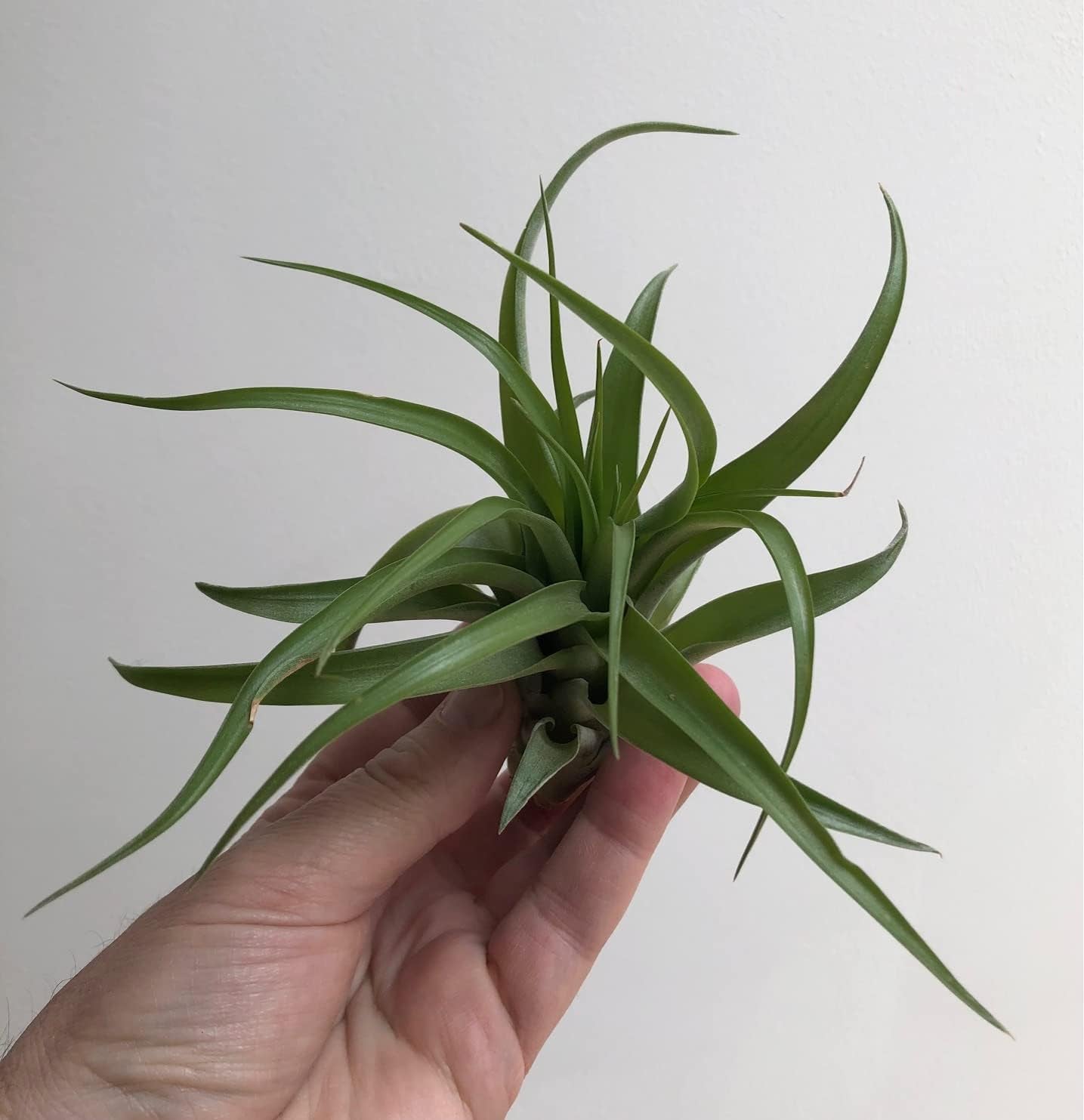 Tillandsien Pflanze - Luftpflanze Echt - Air Plants - Tilldandsia - 1 X Quallenpflanze Mit Seeigel Aus Blauem Glas - Bromeliengewächs - Spanisches Moos - Luftpflanzen Halterung - Trendyairplants