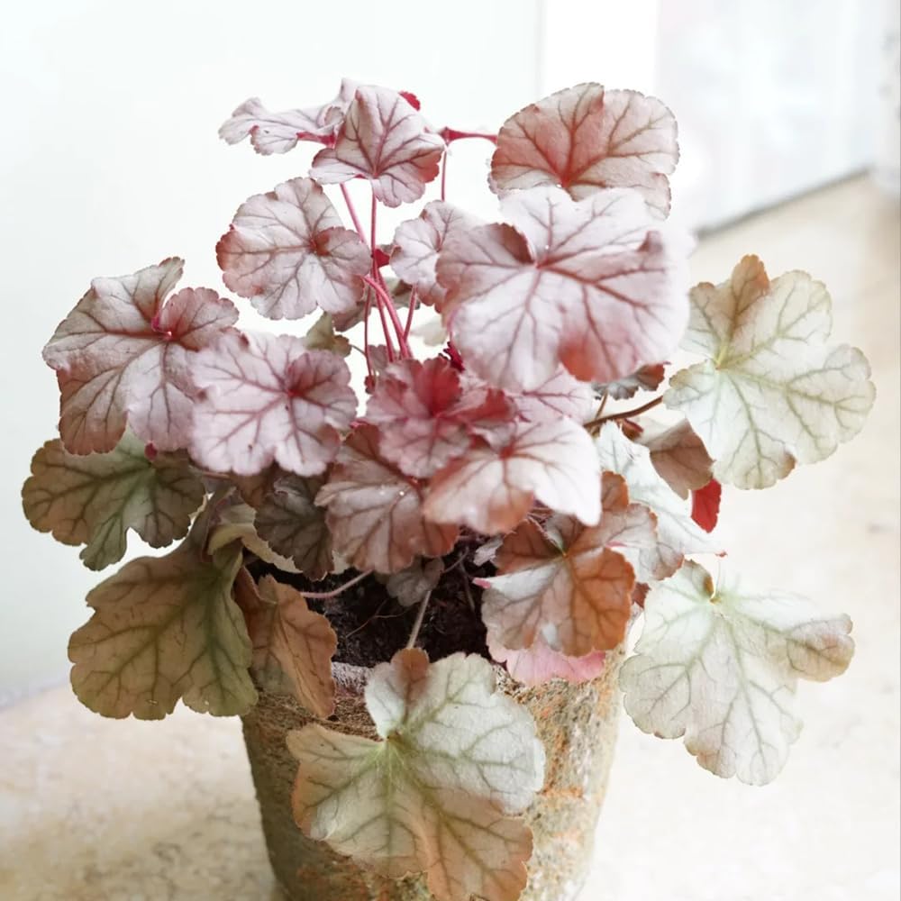 Heuchera Purpurglöckchen Schnell Wachsende Sträucher Steingartenpflanzen Wildblumen Heilkräuter Garten Geschenk Küchenkräuter Balkonpflanzen Balkon Kräutergarten Küche Indoor 350Samen