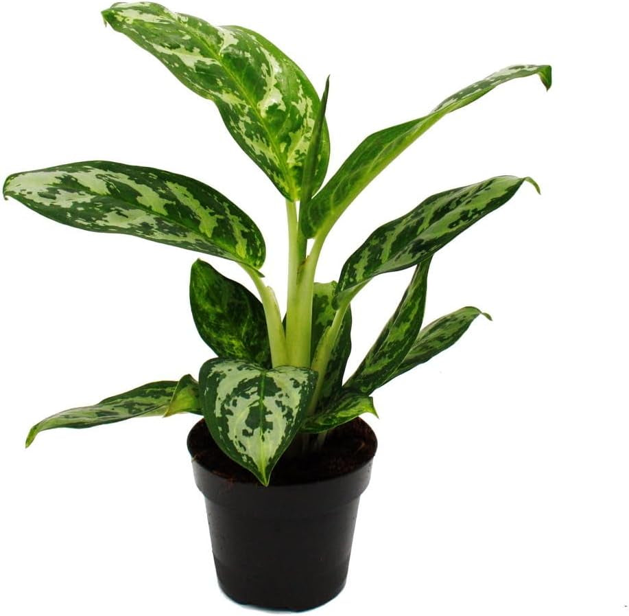 Exotenherz Aglaonema Rose Parakeet - Buntblättriger Kolbenfaden - Ausgefallene Sorten - 12Cm - Ca. 25-30Cm Hoch