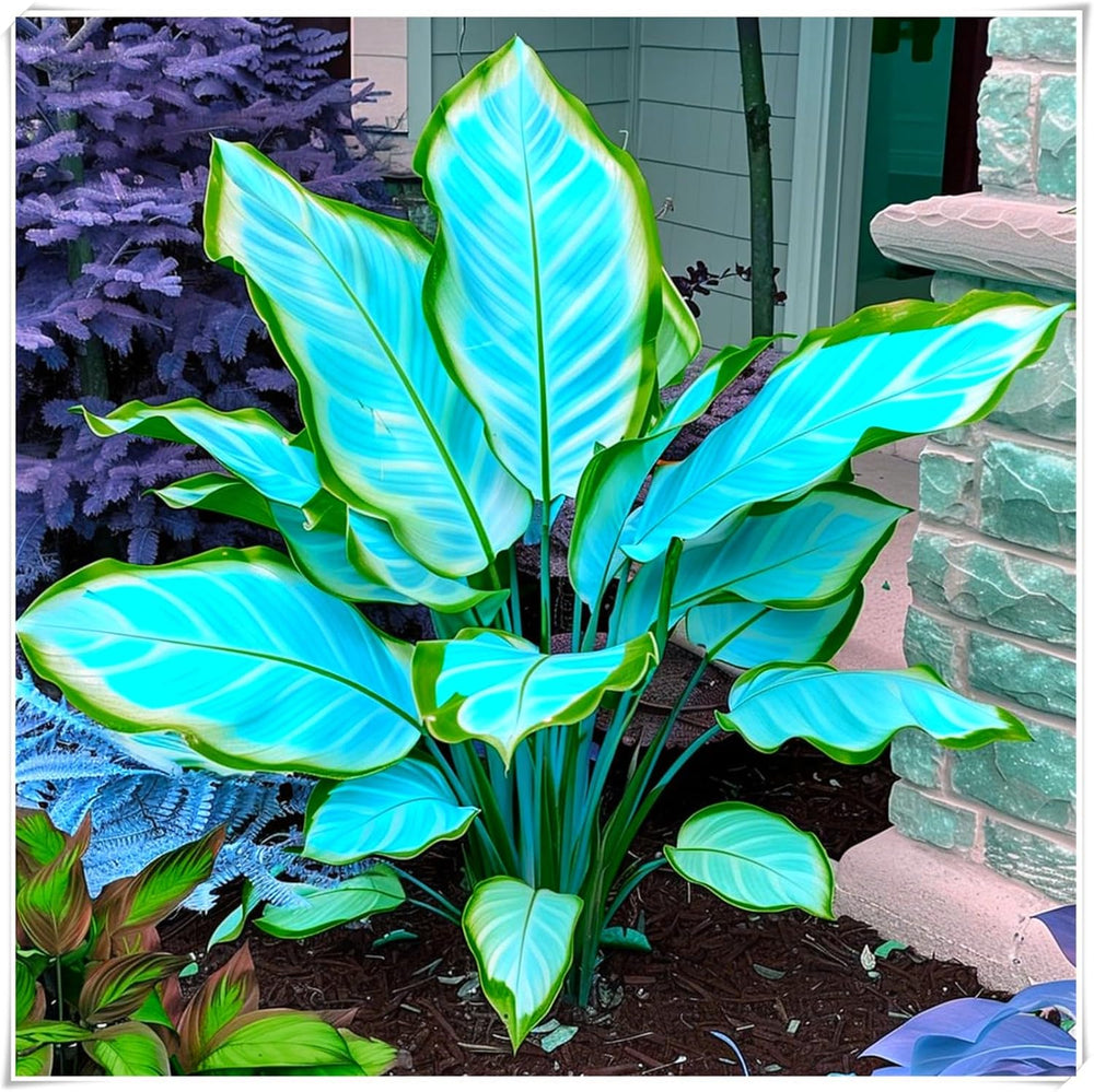 Mezcla de bulbos de flores, bulbo mágico misterioso, plantación resistente, bulbo de flor perenne resistente al invierno, bulbos resistentes - 3 bulbos de orquídeas