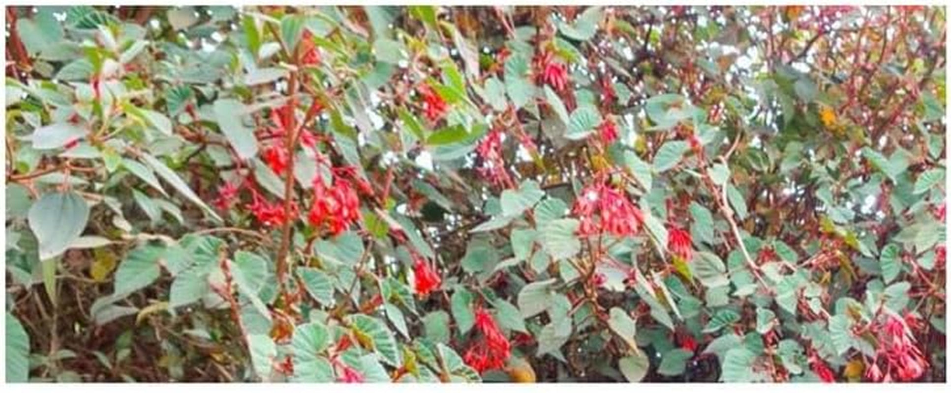 Stk - 10X Begonia Ferruginea Ziersträucher Garten Pflanzen - Samen ID334 -
