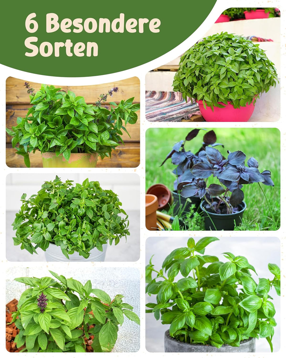 Semillas de Albahaca Orgánicas en un Juego de 6 - 6 Semillas de Albahaca para un fácil Cultivo en el jardín, balcón o Cama elevada - Semillas de Plantas - Plántulas