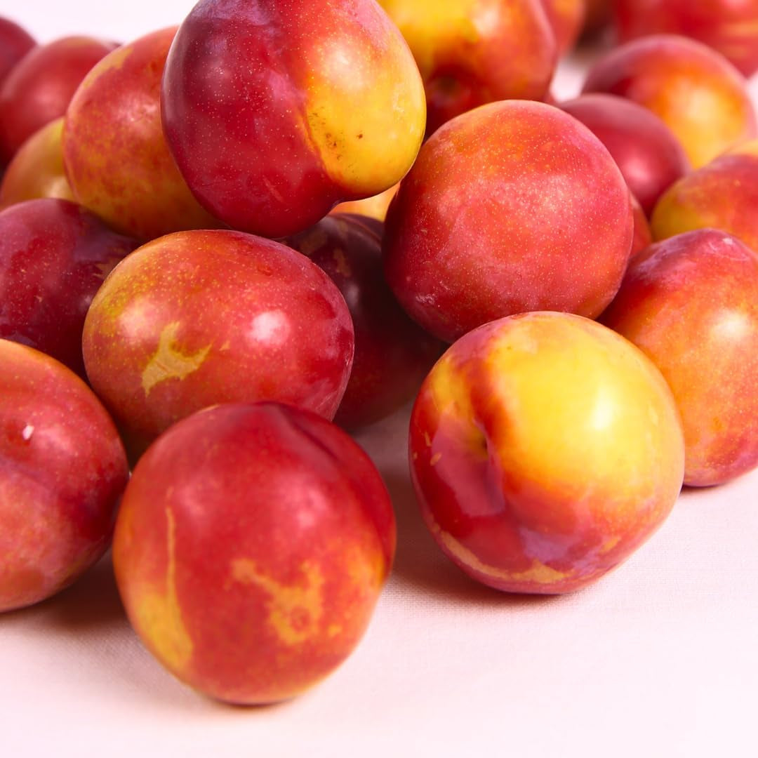 Fortune Pflaumen - Obstpflanze Auf Blumentopf 26 - Baum Max 200 Cm - 4 Jahre Anbau Italien