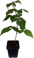 6 X Himbeere GLEN COE Pflanze - Violette Früchte Purple Raspberry Besonderheit