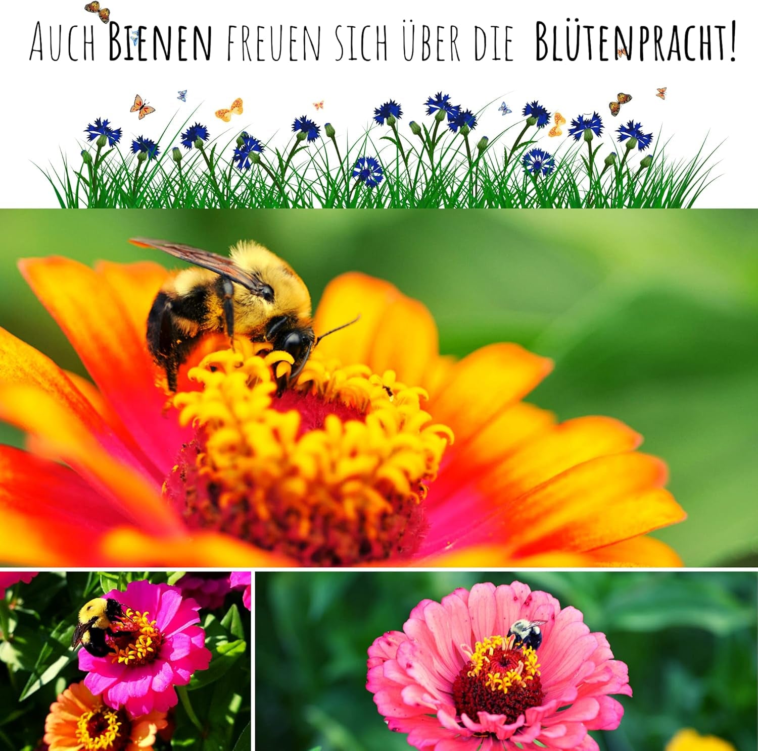 Mezcla de semillas de Zinnia (Zinnia) - Coloridas flores de verano para el parterre del jardín, el balcón, la terraza y como flor cortada en jarrones