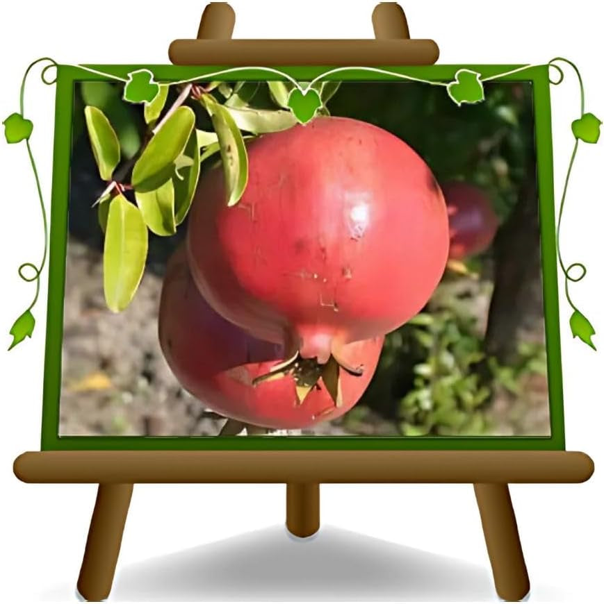 Granatapfel 116/17 - Obstpflanze Auf Blumentopf 20 - Baum Max 170 Cm – 2 Jahre Anbau Italien