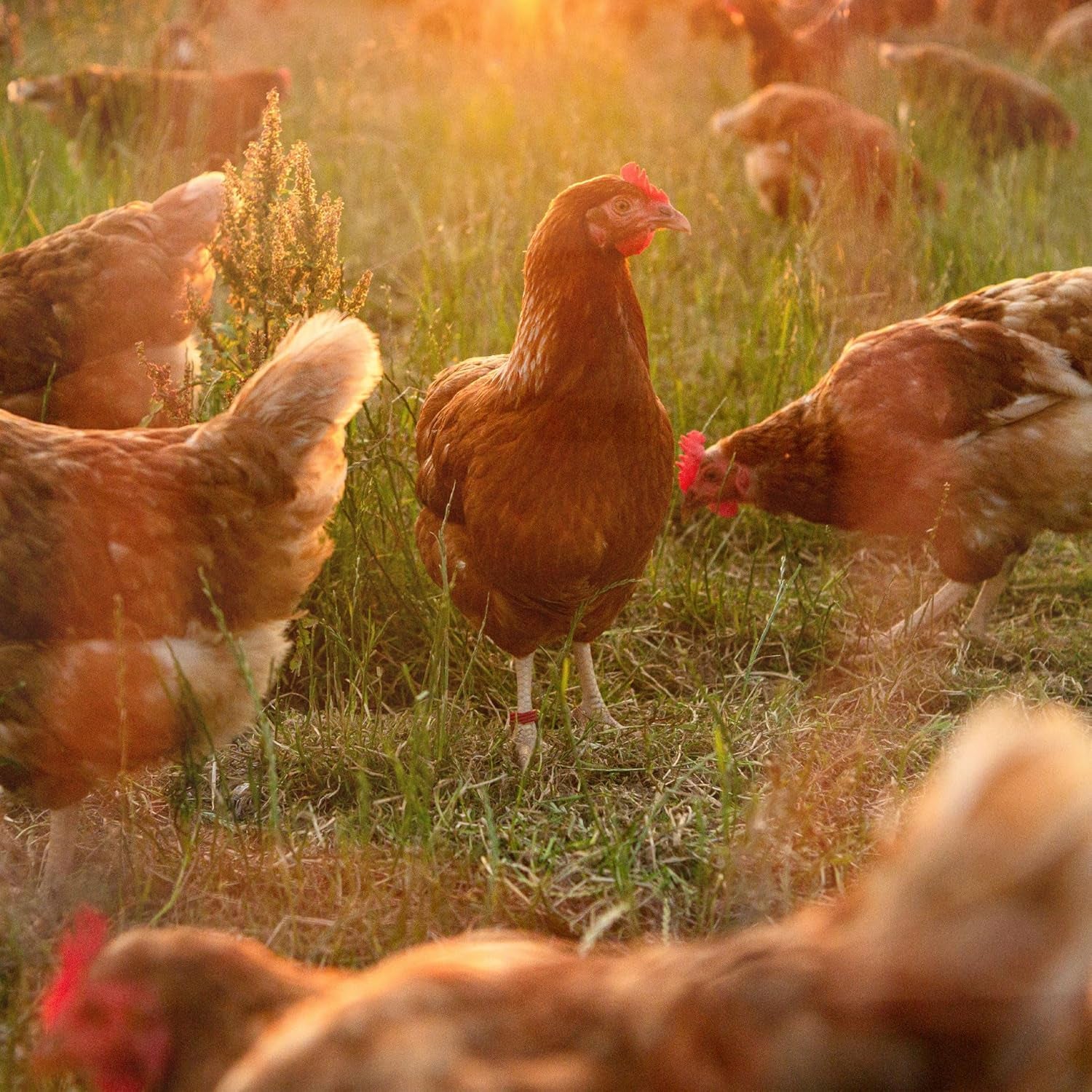 Ida Plus - GoldenEgg 200 ml - Brucheier & Federfressen reducido - Federwachstum & Federkleid apoyado - Wichtige Mineralien & Vitamine für Hühner - Beste Eierqualität bei Ihrer Hühnerhaltung