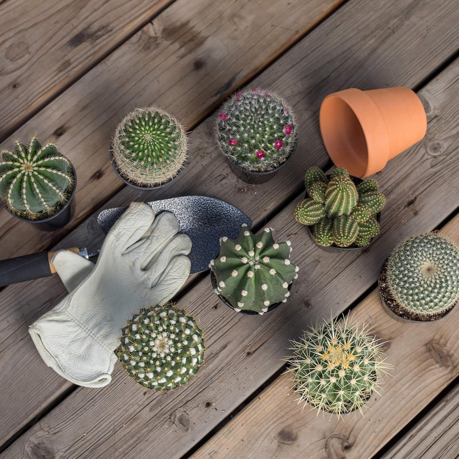 Sortierte Kaktus-Kollektion, 6,3 Cm, 12 Stück