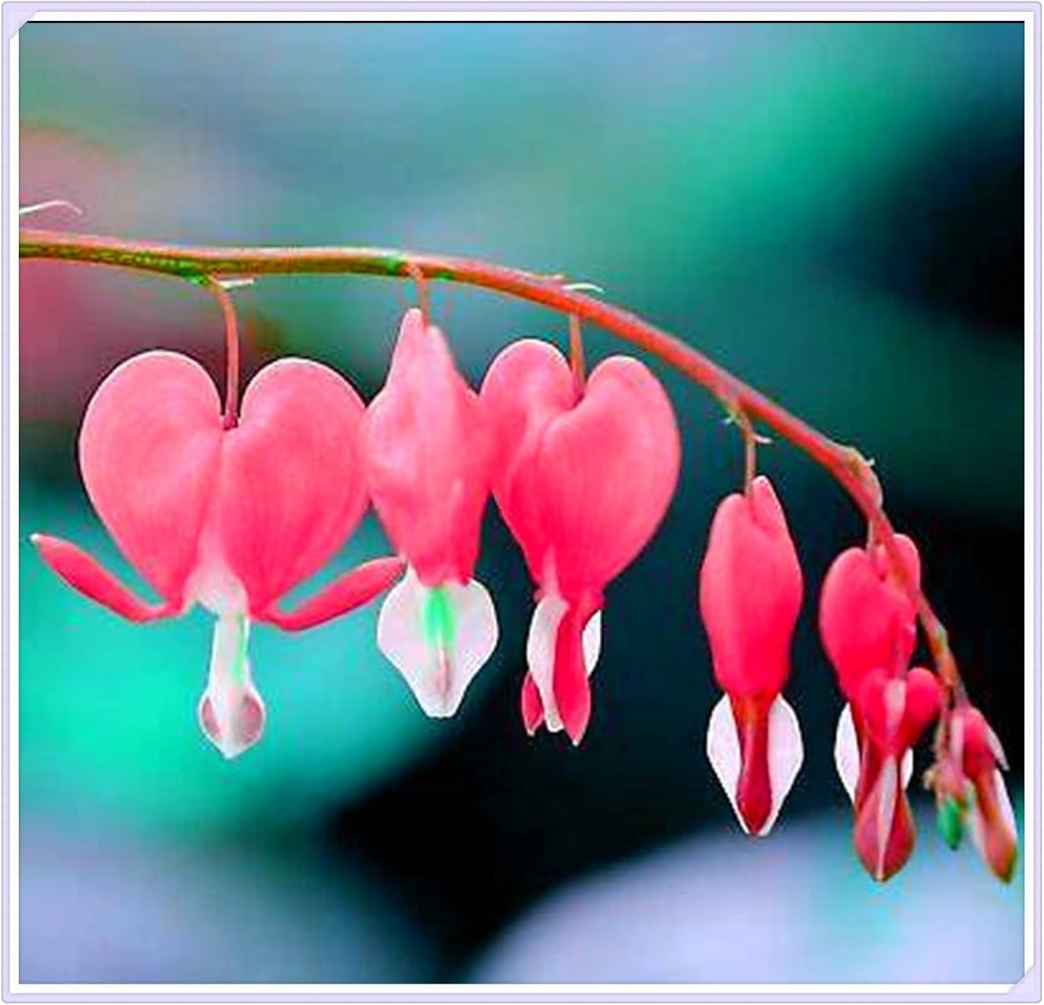 Mezcla de bulbos de flores, bulbo mágico misterioso, plantación resistente, bulbo de flor perenne resistente al invierno, bulbos resistentes - 3 bulbos de orquídeas