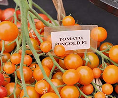 Sungold F1 Cherrytomate Tomatensamen Von Bobby-Seeds Portion