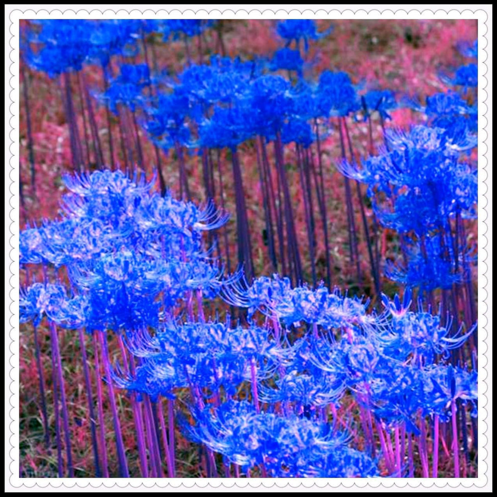 Blumenzwiebel Mix, Winterhart zwiebeln, Winterhart pflanzen, Mehrjährige Blumenzwiebel ist winterhart, Mysteriöse magische Glühbirne-4 Pflanzen Funken Hosta Rhizom