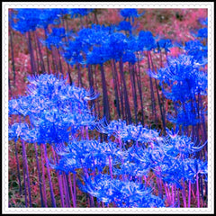 Blumenzwiebel Mix, Winterhart zwiebeln, Winterhart pflanzen, Mehrjährige Blumenzwiebel ist winterhart, Mysteriöse magische Glühbirne-4 Pflanzen Funken Hosta Rhizom