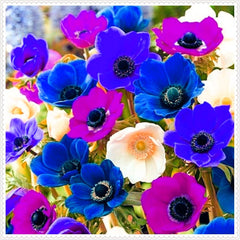 Mezcla de bulbos de flores, bulbo mágico misterioso, plantación resistente, bulbo de flor perenne resistente al invierno, bulbos resistentes - 3 bulbos de orquídeas