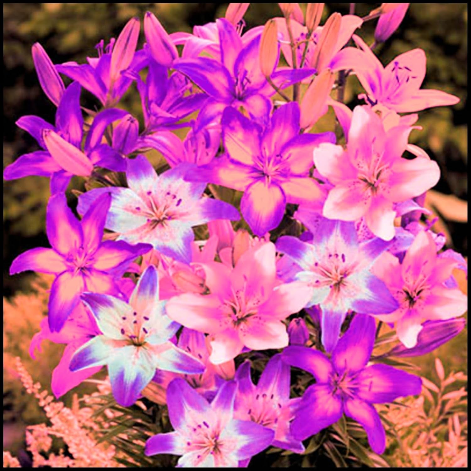 Blumenzwiebel Mix, Winterhart zwiebeln, Winterhart pflanzen, Mehrjährige Blumenzwiebel ist winterhart, Mysteriöse magische Glühbirne-4 Pflanzen Funken Hosta Rhizom