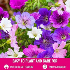 Colección Súper Perenne de Geranios (10 Plantas/Raíces) Mezcla Resistente de 5 Variedades, Grandes Híbridos Perennes de Holanda, para el Jardín, Capas de Flores (Sin Semillas, Sin Bulbos Artificiales)