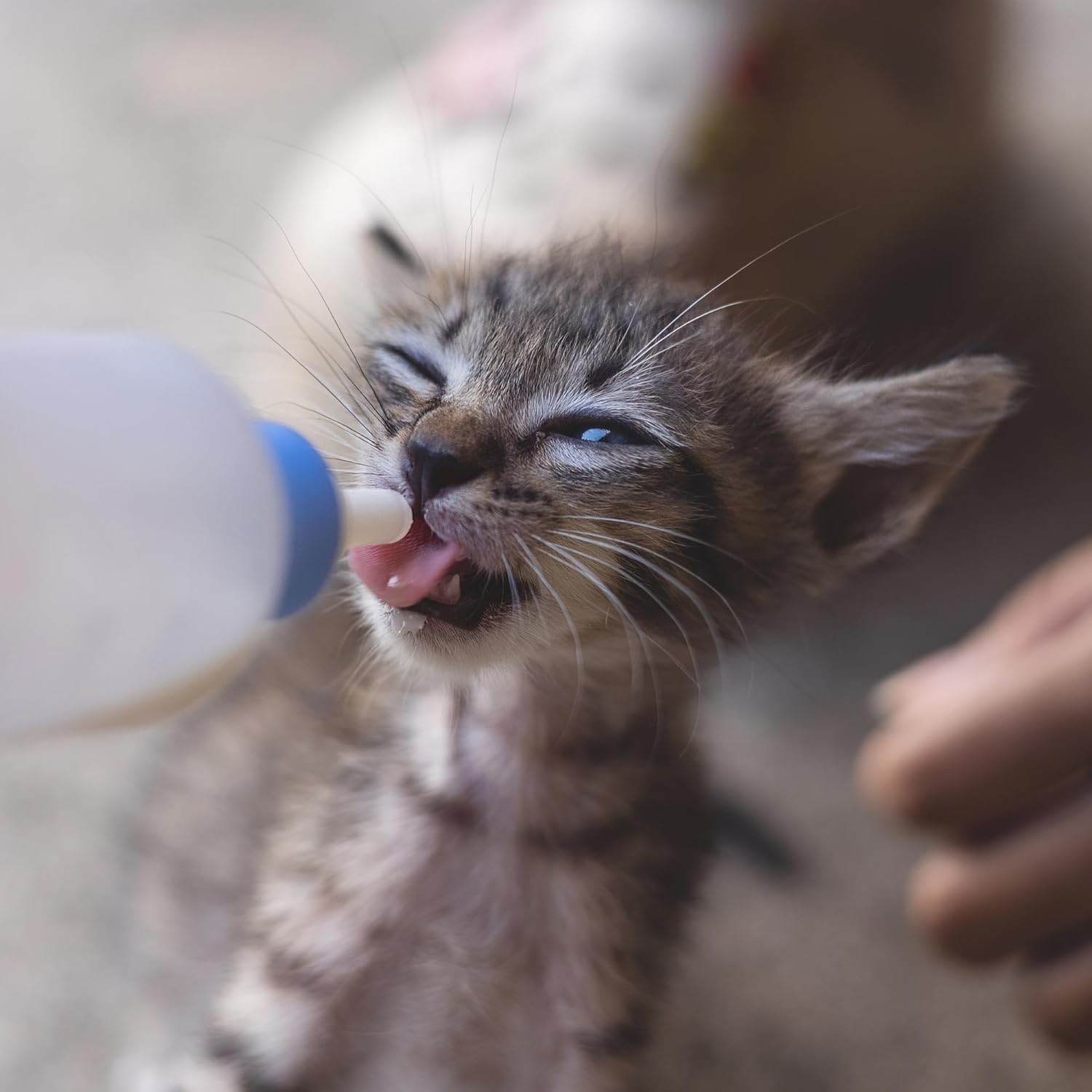 Leche en polvo pura de cabra Foozia - Sin aditivos para humanos y animales